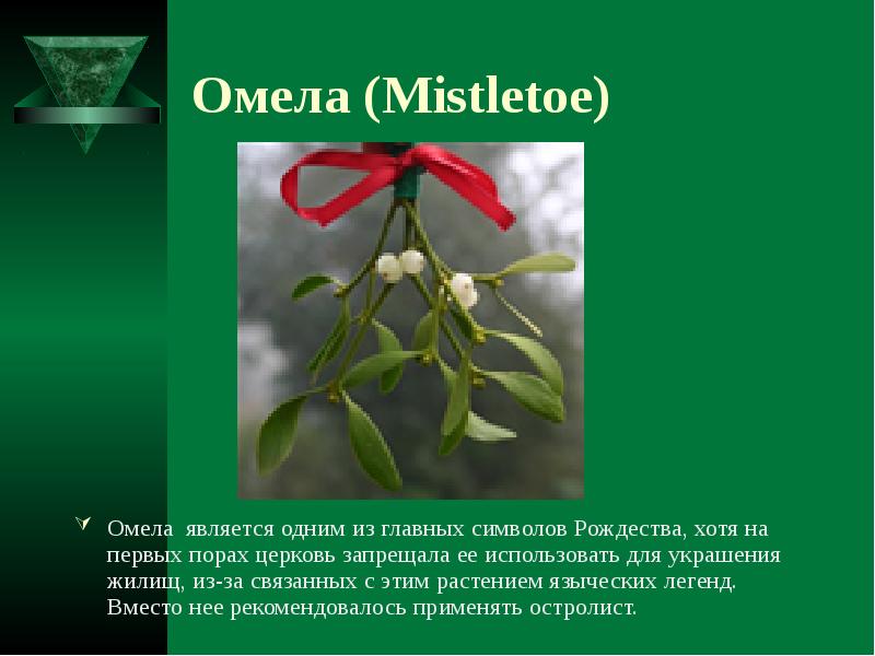 Что означает слово омела. Омела. Омела растение. Омела Цветущая. Растение символ Рождества.