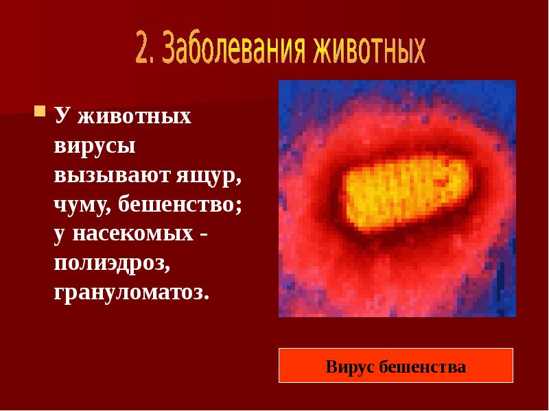 Вирусы животных. Вирус бешенства презентация. Презентация а тему вирус бешенства. Заболевания вызываемые вирусом бешенства.