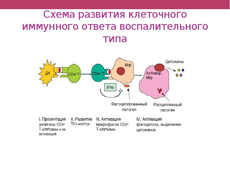 Виды иммунного ответа схема