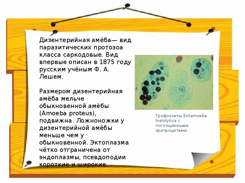 Амебиаз инфекционные болезни презентация