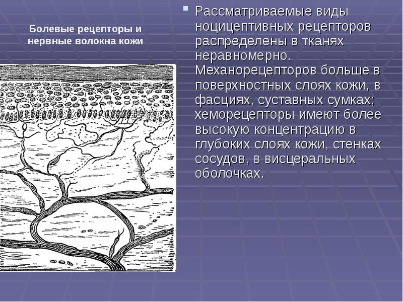 Виды механорецепторов презентация