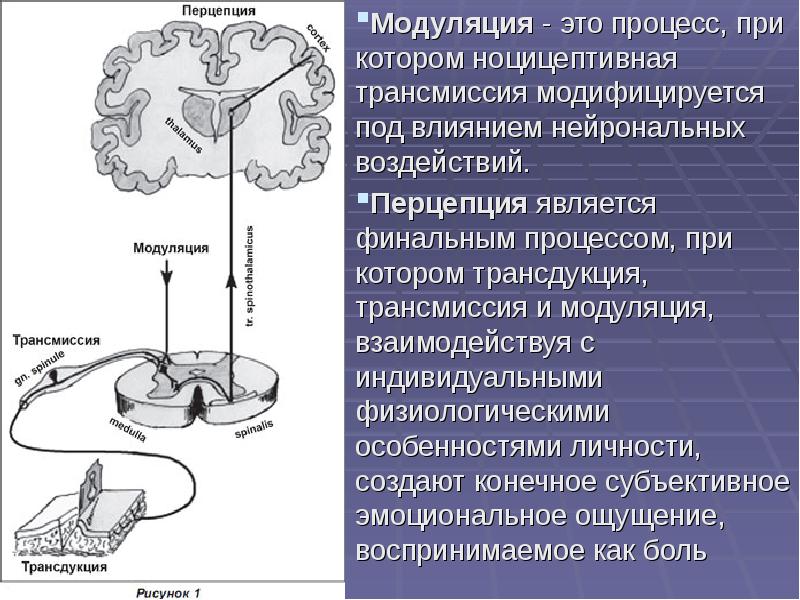 Физиология боли физиология презентация