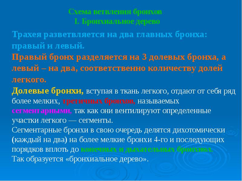 В состав стенок правого и левого бронхов входят соответственно