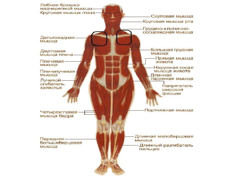 Женский организм отличается