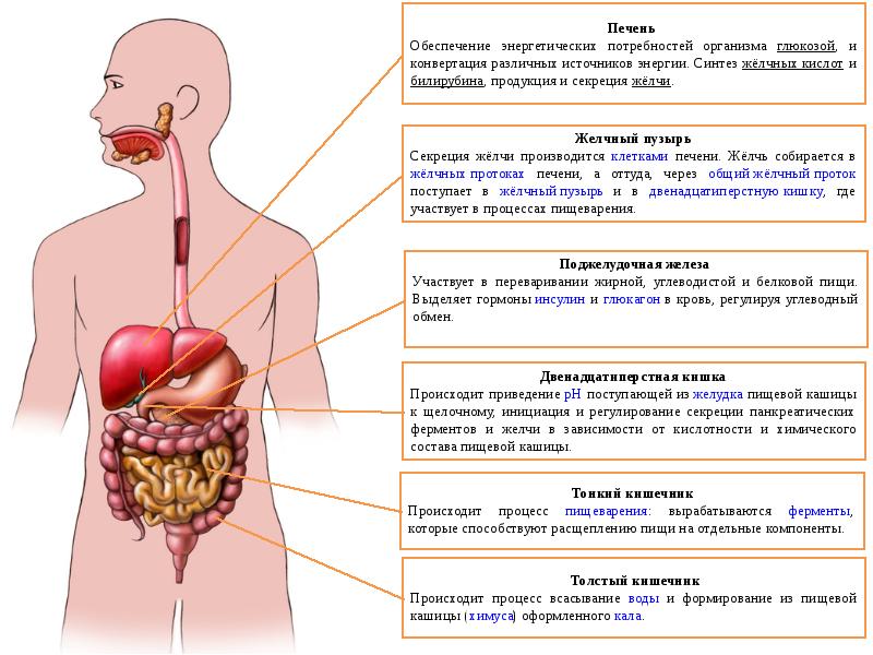 Печень орган в организме