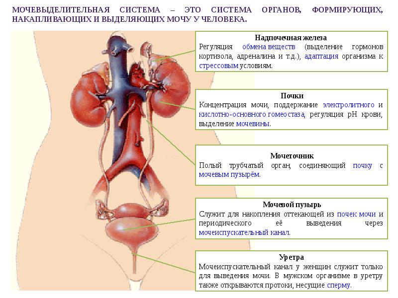 Мочевыделительная система человека схема