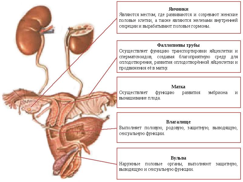 Какие органы входят в половую