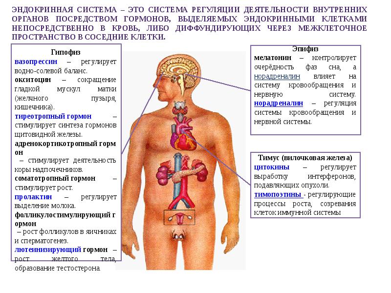 Сколько систем. 12 Систем организма человека. Системы органов в организме человека. Системы в теле человека. Сколько систем органов у человека.