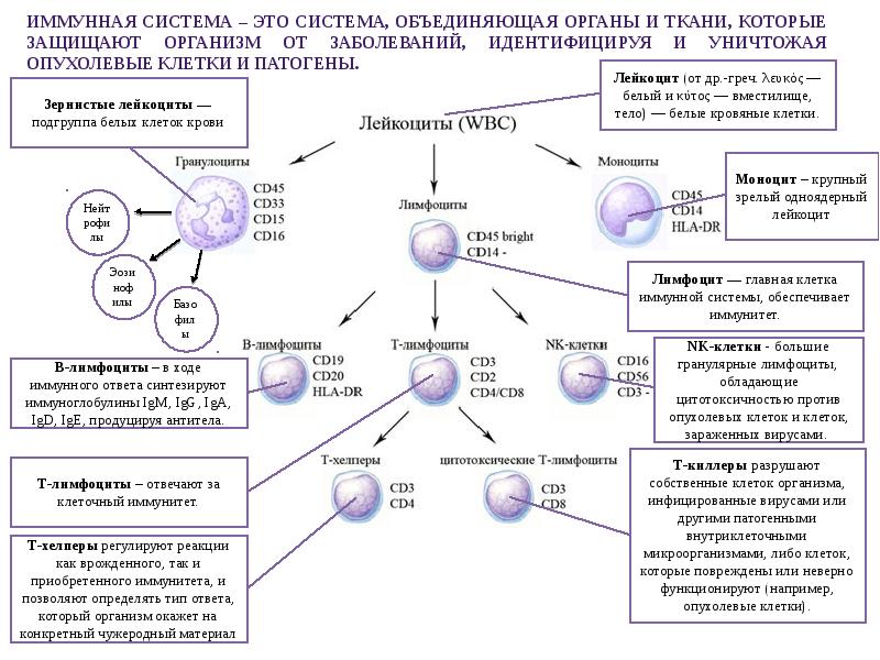 Т клетки в организме. Схема развития клеток иммунной системы. Функции т-лимфоцитов и в-лимфоцитов таблица. Т-лимфоциты иммунной системы схема. Схема образования клеток иммунной системы.