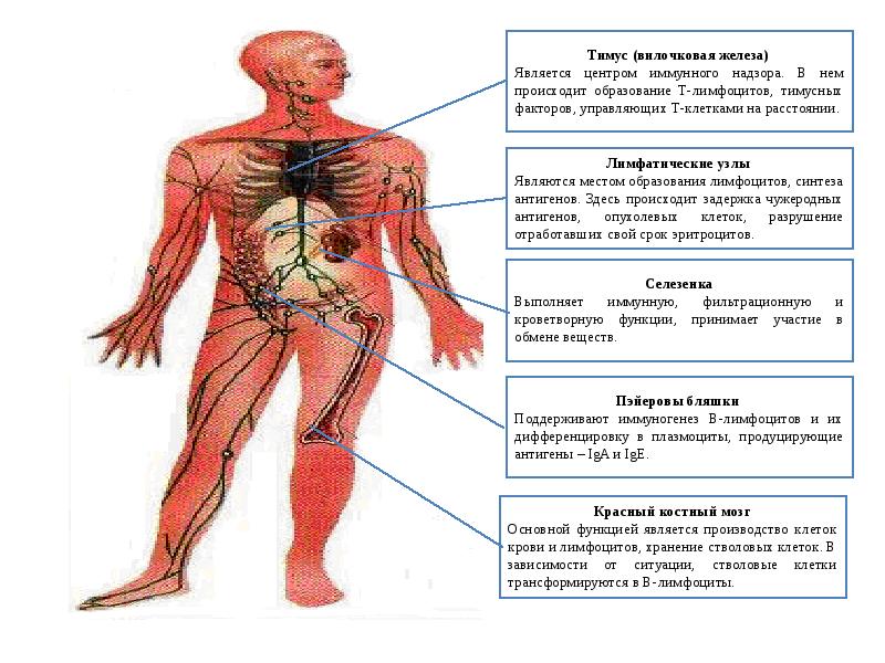 В организме человека постоянно осуществляется. 12 Систем организма человека. Схема 12 систем организма. Сустмы организма человека. Системы органов человека человека.