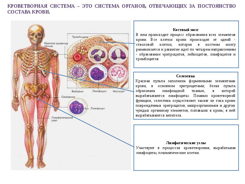 Кроветворная система человека схема. Органы образования клеток крови. Система органов кроветворения человека. Анатомия кроветворной системы человека.