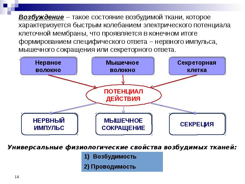 Ответ на возбуждение. Клетка состояние возбуждения характеризуется. Функция возбуждения и сокращения характеризуется. Возбуждение характеризуется:. Специфические и неспецифические свойства возбудимых тканей.