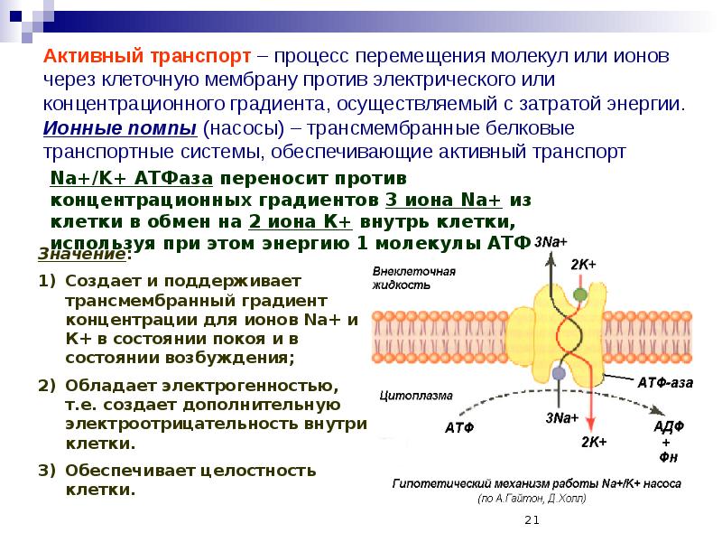 Транспорт натрия активный транспорт