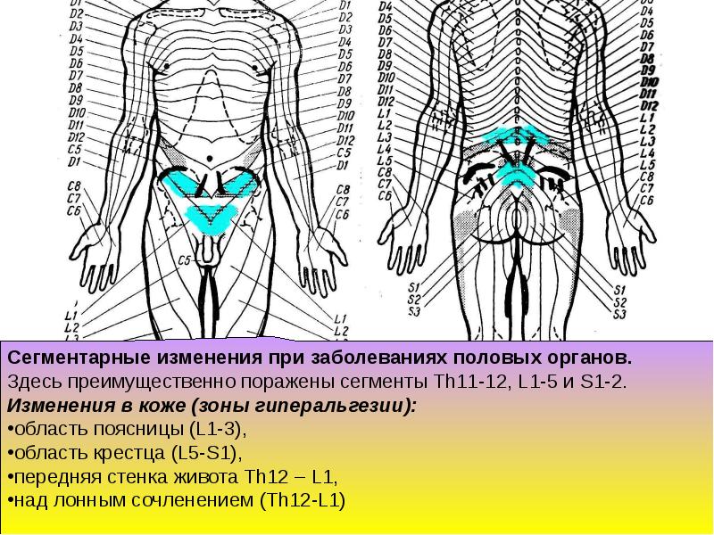 Сегментарно рефлекторный массаж презентация