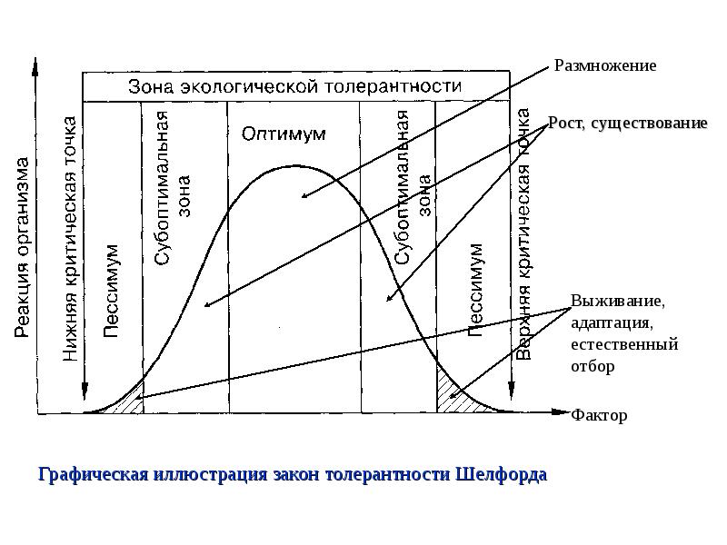 Зона оптимума. Закон экологического оптимума Шелфорда. Закон лимитирующих факторов Шелфорда. Закон толерантности Шелфорда график. Графическое изображение закона толерантности в. Шелфорда.