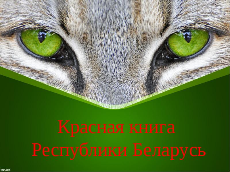 Животные красной книги республики беларусь для детей картинки