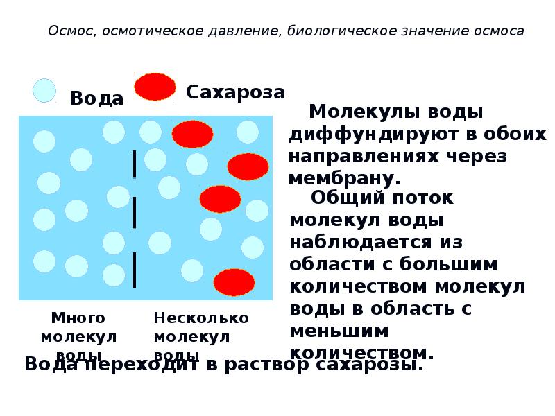 1 осмотическое давление. Осмос осмотическое давление в дисперсных системах. Явление осмоса и осмотическое давление. Осмос осмотическое давление растворов. Осмос давление в клетке.