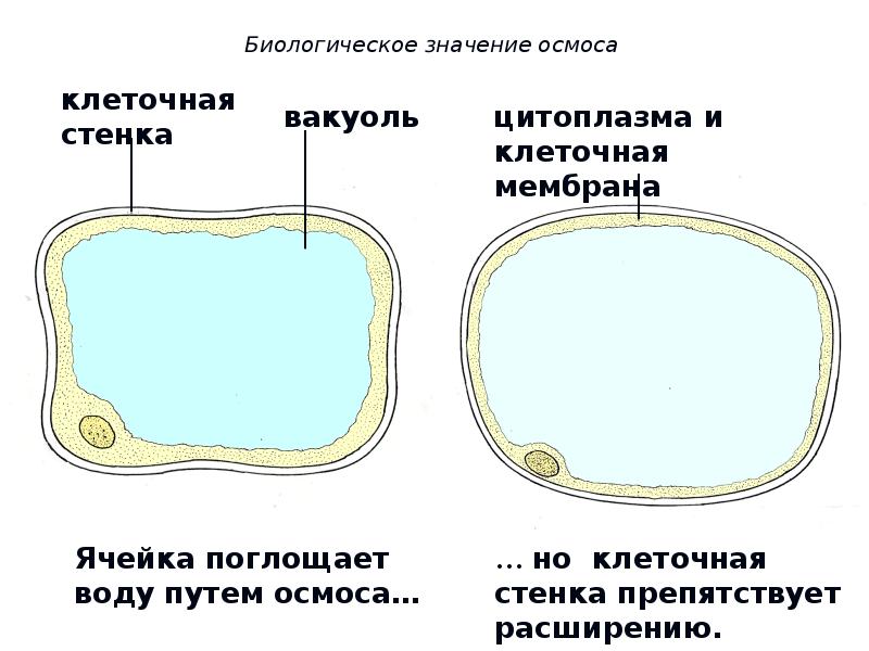 Влияние солей тяжелых металлов на плазмолиз протопласта растительной клетки проект