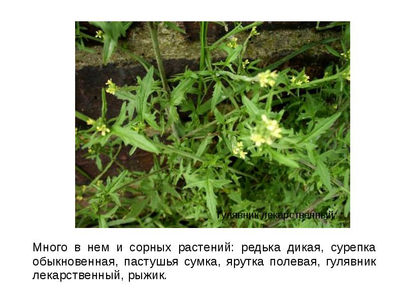 Много в нем и сорных растений: редька дикая, сурепка обыкновенная, пастушья