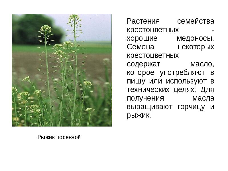 Какая жизненная форма у семейства крестоцветные