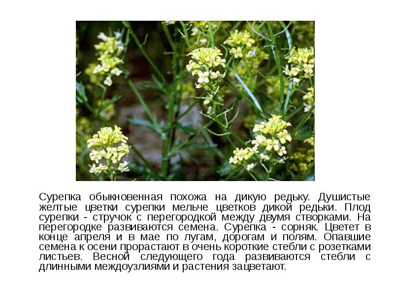 Сурепка обыкновенная похожа на дикую редьку. Душистые желтые цветки сурепки мельче