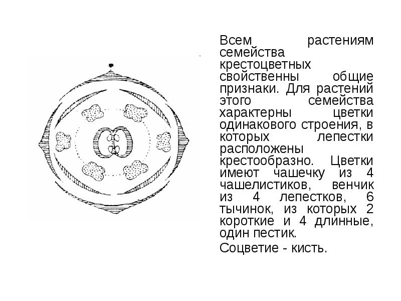 Всем растениям семейства крестоцветных свойственны общие признаки. Для растений этого семейства