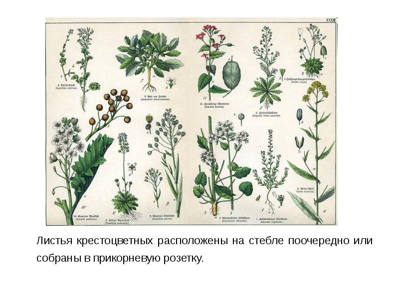 Листья крестоцветных расположены на стебле поочередно или собраны в прикорневую розетку.