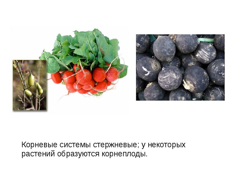 Корневые системы стержневые; у некоторых растений образуются корнеплоды. 	Корневые системы стержневые;