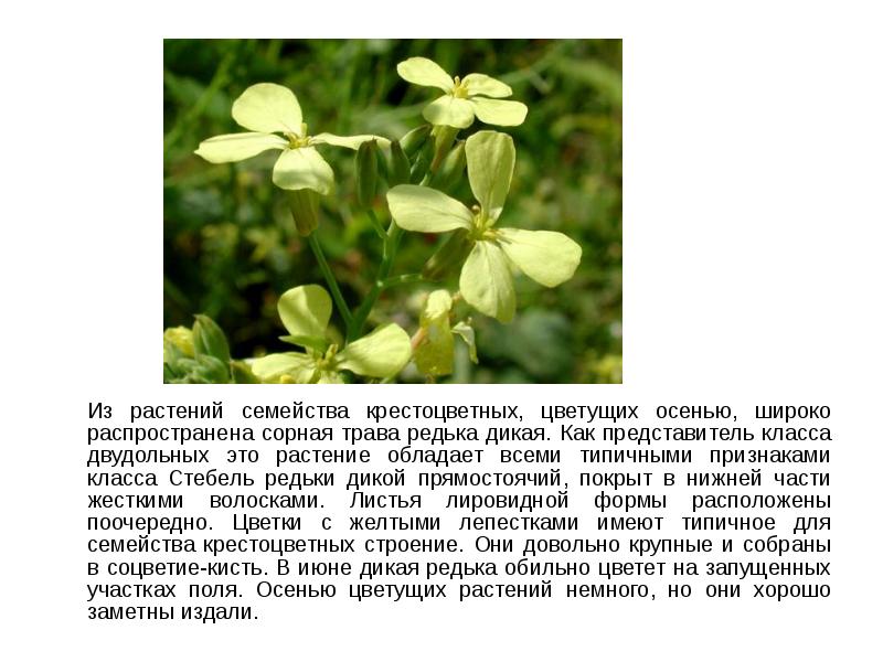 Из растений семейства крестоцветных, цветущих осенью, широко распространена сорная трава редька