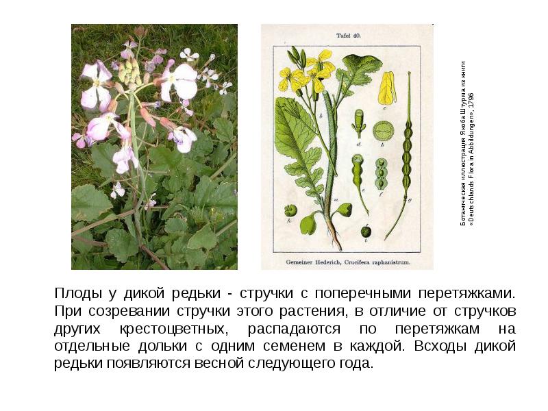 Цветок дикой редьки рисунок