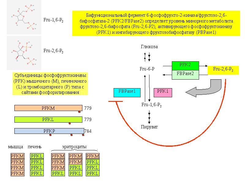 Обмен веществ при нагрузке. Бифункциональный фермент. Бифункциональный фермент в печени. Регуляция метаболизма фосфофруктокиназы. Бифункциональный фермент биохимия.