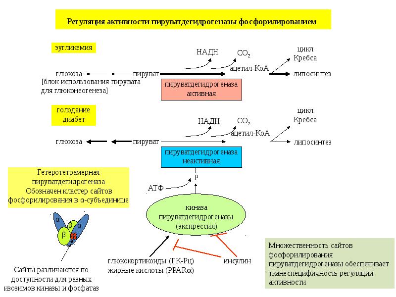 Регуляция углеводного обмена схема