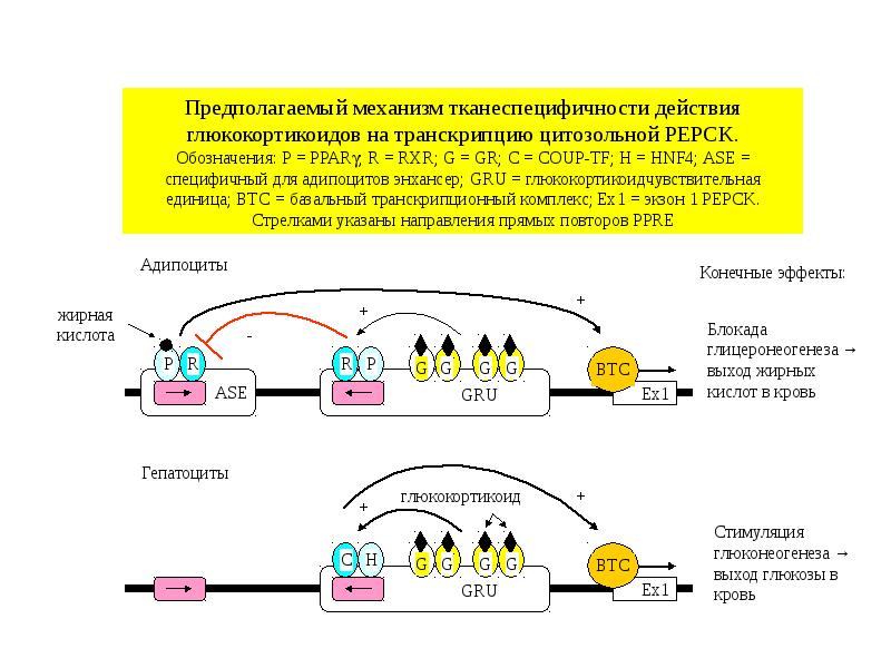 Механизм предполагает. Глицеронеогенез биохимия. Глицеронеогенез. Цитозольный механизм действия глюкокортикостероидов. Механизм действия глюкокортикостероидов цитозольный или.