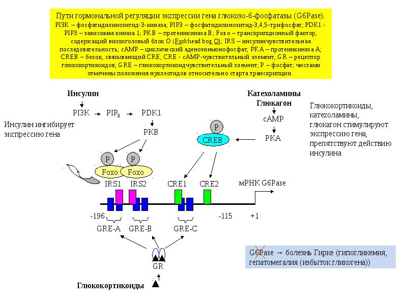 Регуляция действия. Регуляция глюкозо-6-фосфатазы. Схема регуляции экспрессии генов инсулином. Регуляция транскрипции гормонами. Влияние инсулина на экспрессию генов.