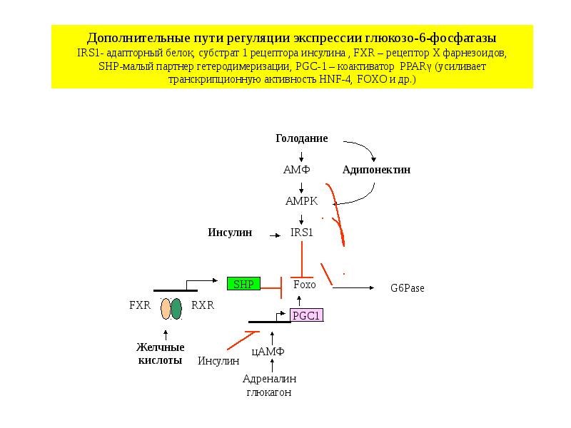 Роль печени в углеводном обмене биохимия схема