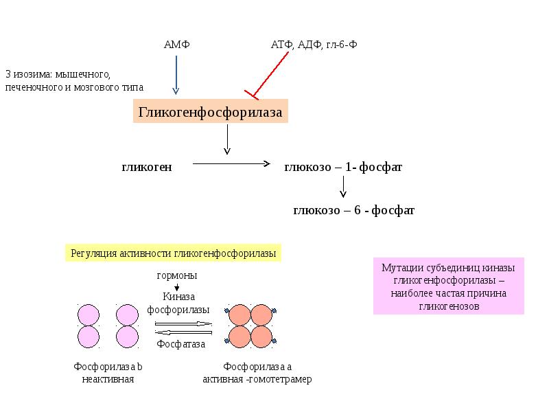 Получение атф. Регуляция активности фосфорилазы гормонами. Регуляция гликогенсинтазы и гликогенфосфорилазы. Регуляция активности гликогенфосфорилазы и гликогенсинтазы. Схема регуляции фосфорилазы гликогена.