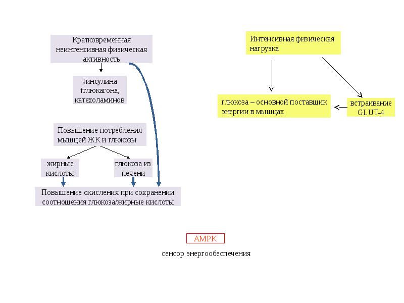 Регуляция углеводного обмена схема