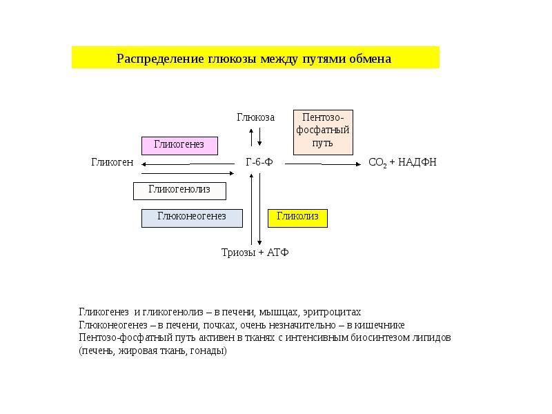 Участие углеводов в пластическом обмене. Гликолиз глюконеогенез гликогенолиз глюконеогенез. Гликогенолиз и глюконеогенез отличия. Гликолиз и гликогенолиз. Сходство и различие между гликолизом и гликогенолизом..