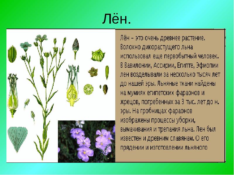 Лен 4 буквы. Презентация лен. Информация про лен. Сообщение на тему лен. Лен презентация для детей.