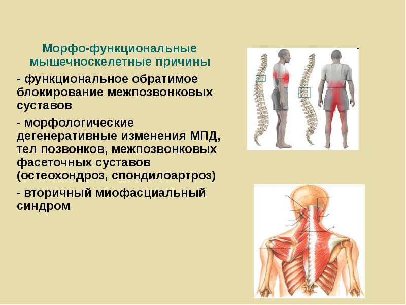 Морфо функциональные изменения организма