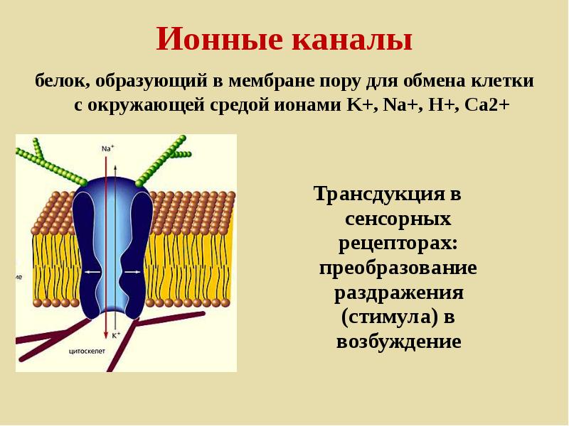 Белки каналы