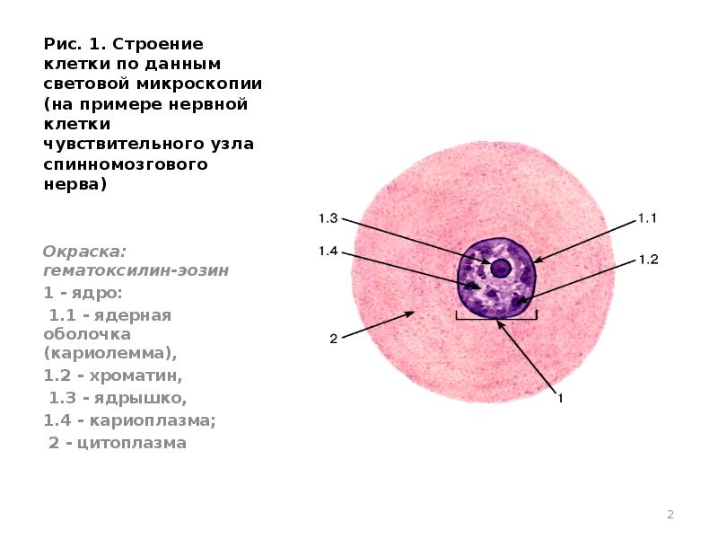 Растворение кариолеммы