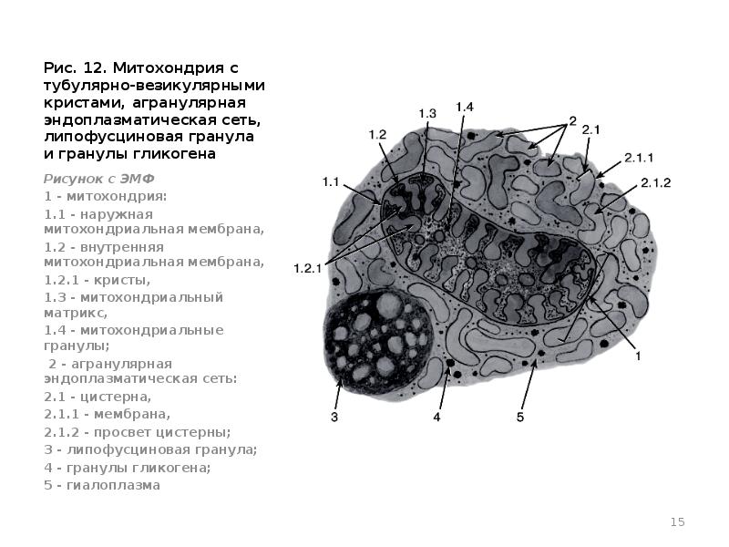 Какая структура изображена на рисунке