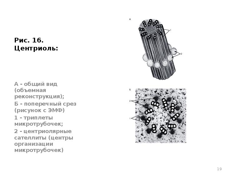 Центриоли. Клеточный центр микротрубочки. Строение центриоли срез. Строение центриолей под электронным микроскопом. Строение центриоли чёрно белое.