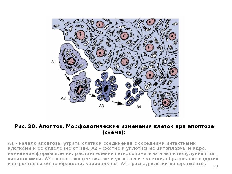 Распад клеток