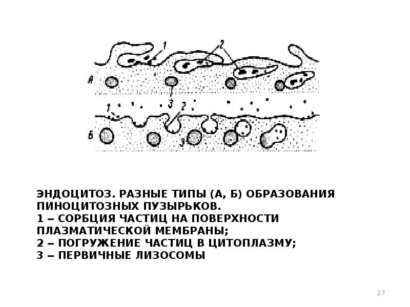 Пиноцитозные пузырьки. Эндоцитоз разные типы образования пиноцитозных пузырьков. Пиноцитозный пузырек строение. Пиноцитозные пузырьки строение. Строение и функции пиноцитозного пузырька.