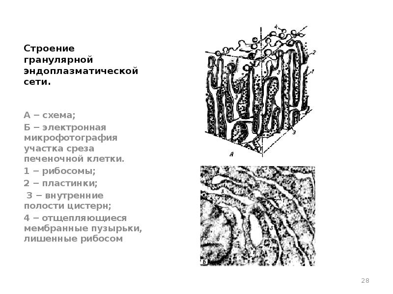 Строение б