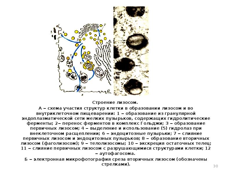 Участвует в клеточном пищеварении