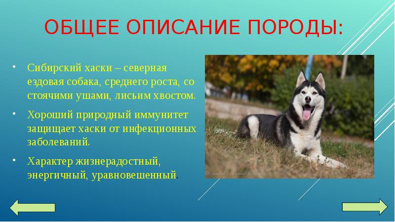 ОБЩЕЕ ОПИСАНИЕ ПОРОДЫ: Сибирский хаски – северная ездовая собака, среднего роста,