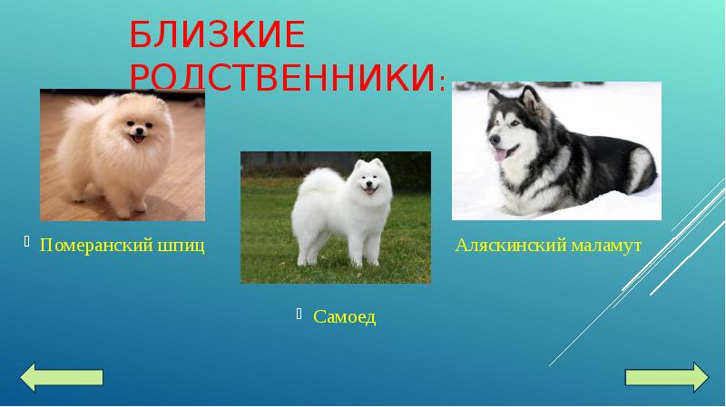 БЛИЗКИЕ РОДСТВЕННИКИ: Померанский шпиц       